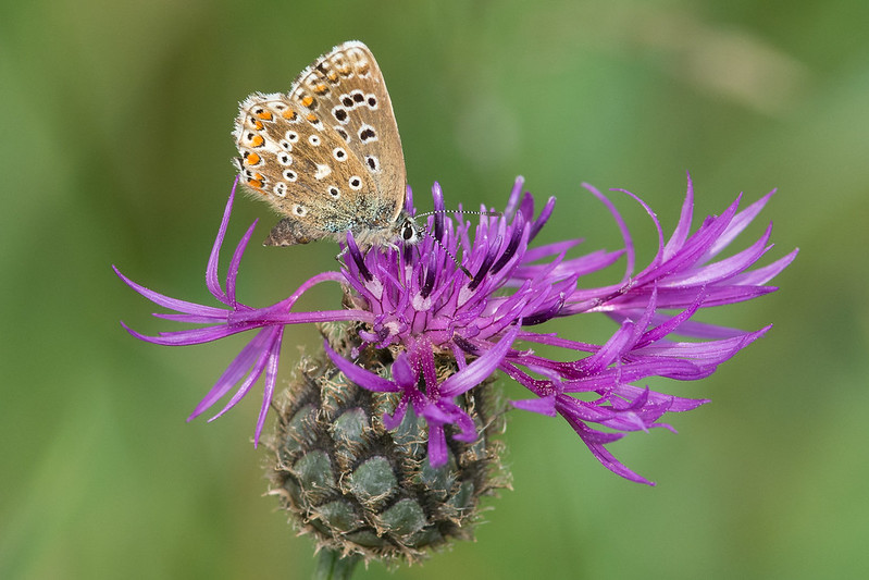  Female Adonis Blue on a Greater Knapweed flower.