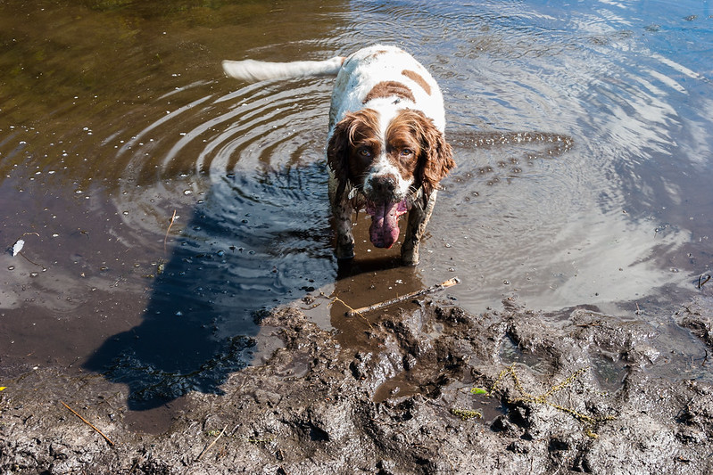 Max has found the mud