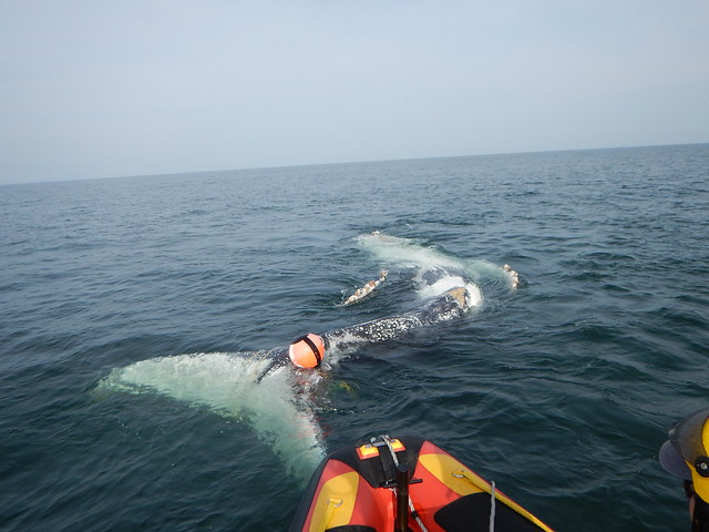 Whale Disentanglement off False Bay 28.08.2016