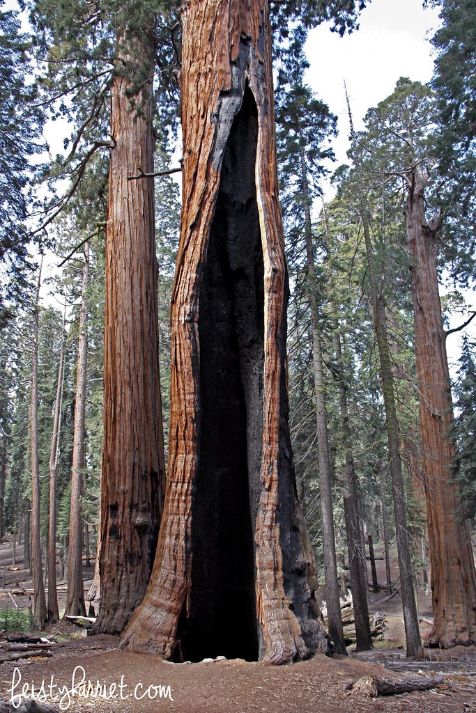 Sequoia National Park_feistyharriet_2016