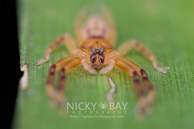 Huntsman Spider (Thelcticopis sp.) - DSC_9996