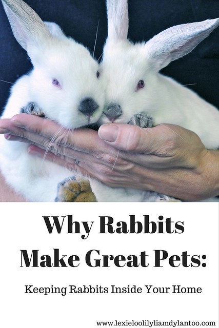 Why Rabbits Make Great Pets - Keeping Rabbits Inside Your Home