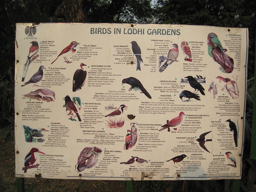 bird identification chart