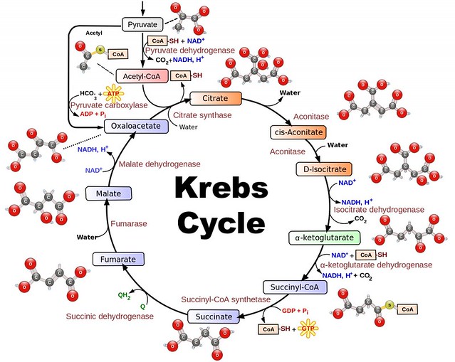 krebs_cycle_from_wikimedia-tweaked