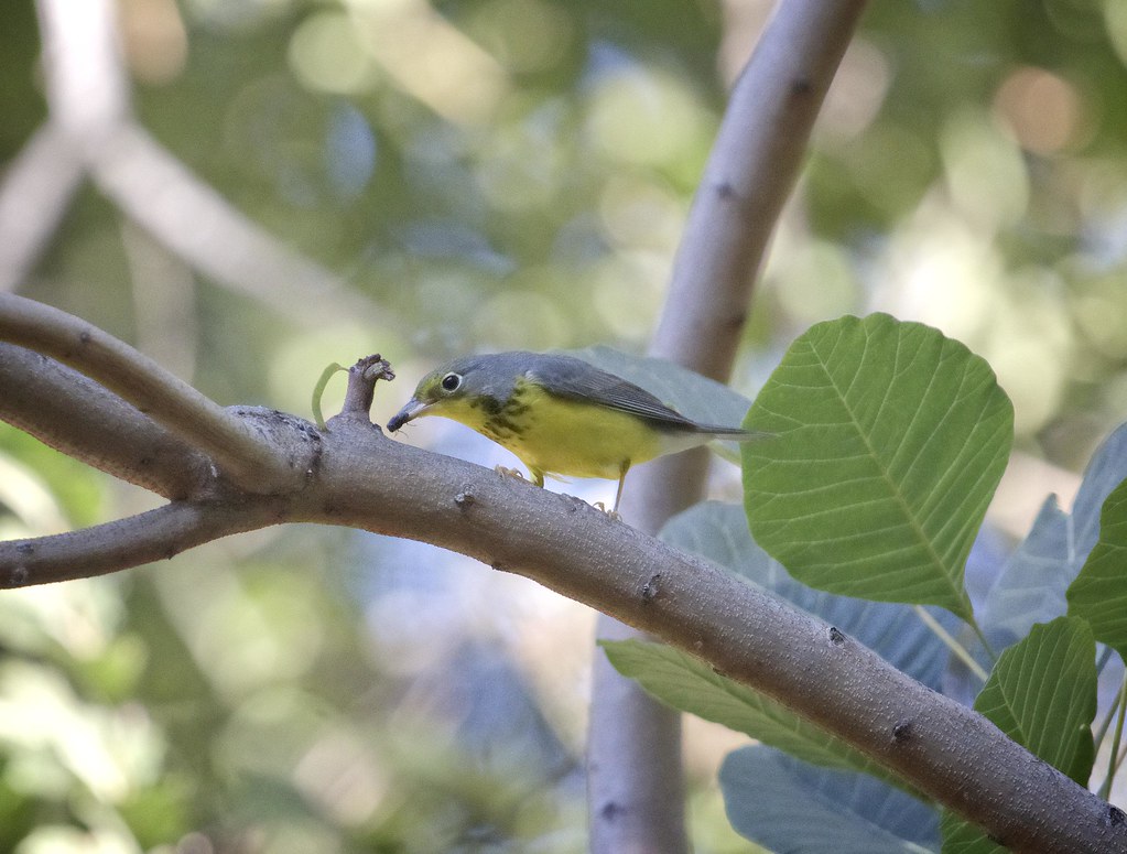 Canada warbler catches a fly