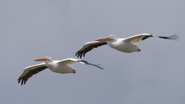 American White Pelicans