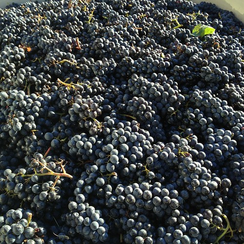 Pinot Noir Harvest