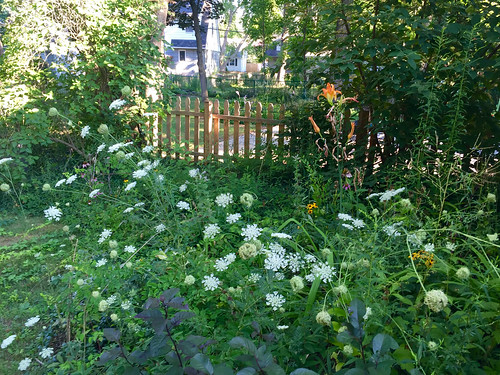 Is it a garden or is it weeds?