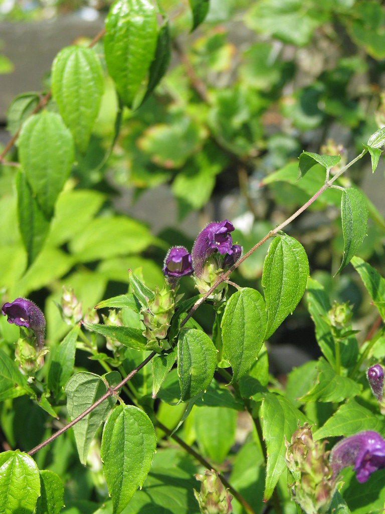 Strobilanthes angustifrons