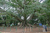Bangalore - Lalbagh Botanical Garden big tree