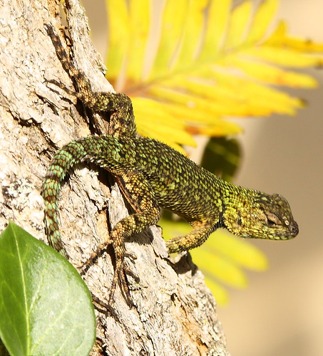 green spiny lizard 1