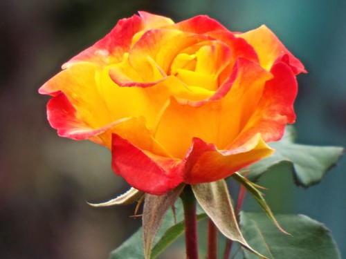Bicolored Rose, Edmonds, WA