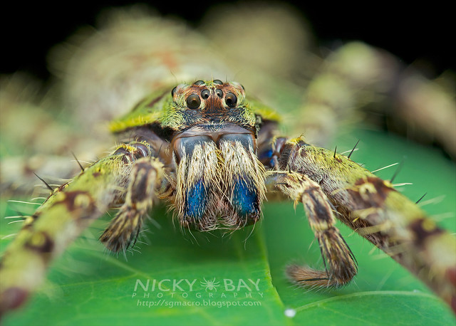 Huntsman Spider (Heteropoda boiei) - DSC_7914