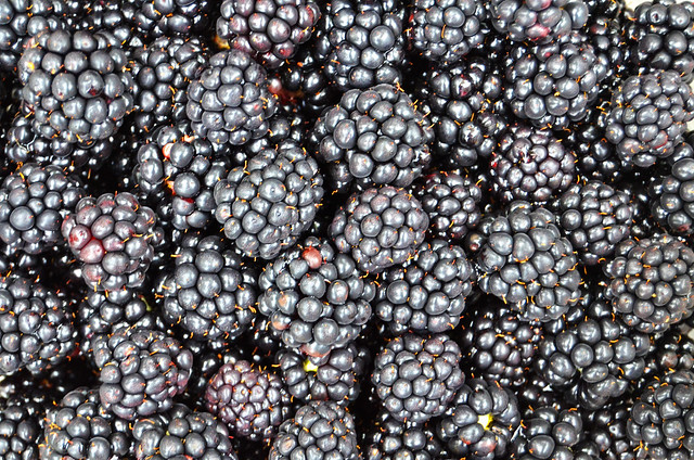 summer of blackberries