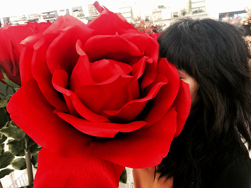A Rose Bigger Than Ana's Face (Oct 2 2015)