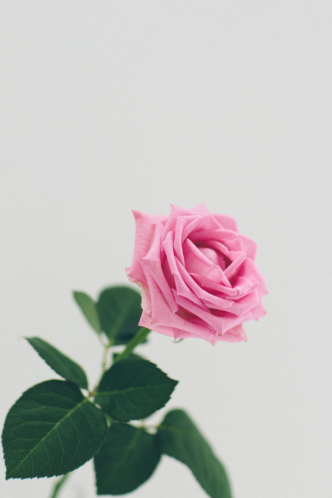 Pink rose
