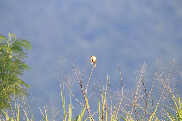 褐頭鷦鶯