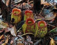 Pitcher Plants of the Old World (22)