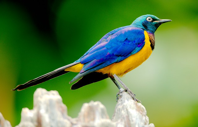 Golden Breasted Starling_1