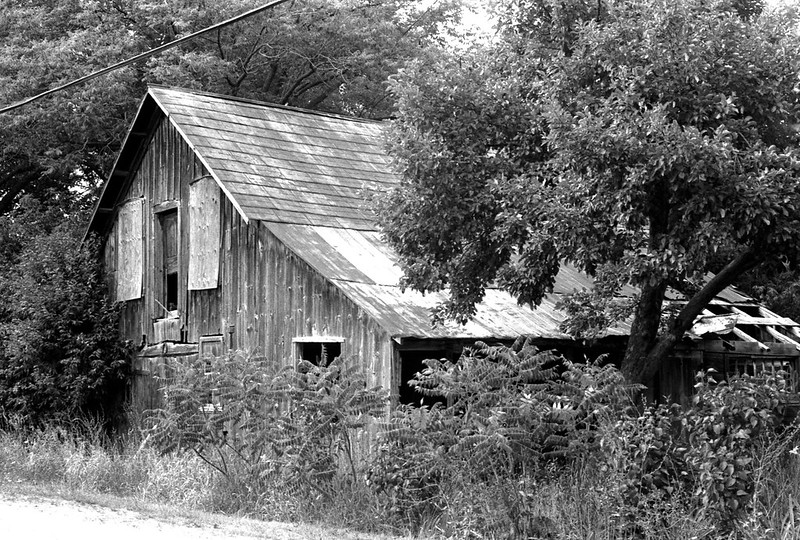 Abandoned Barn on Loyalist Parkway