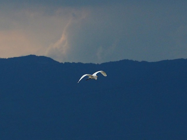 Great egret (ダイサギ)