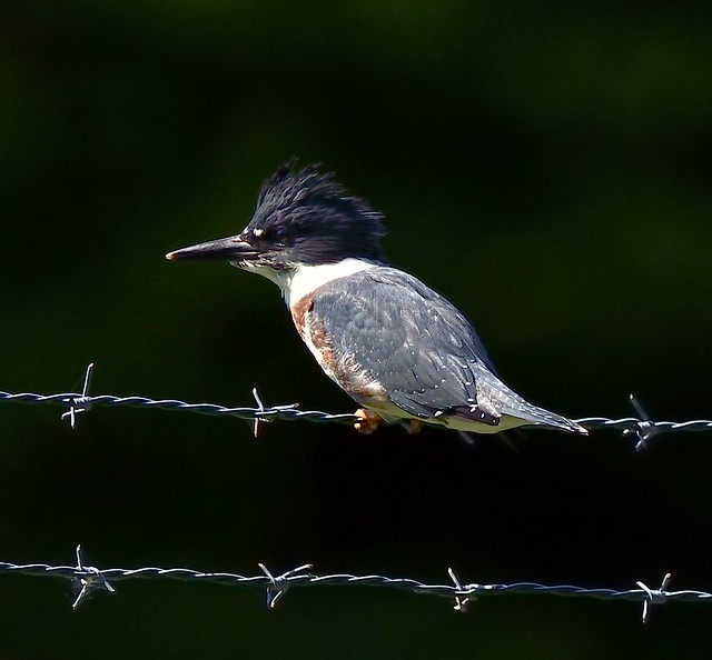 _JIM5194-----------------Belted  Kingfisher, cropped