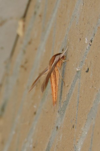 Tersa Sphynx Moth
