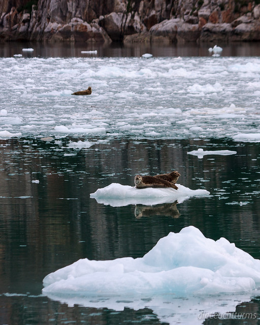 Harbor seals in Northwestern Bay