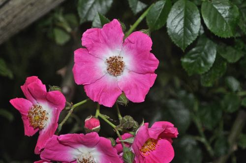 Pink Rose, Butchart Gardens, Victoria, BC