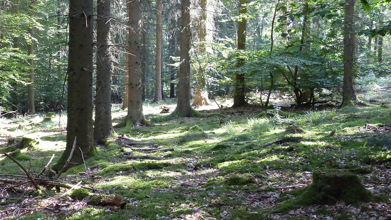 Bemooster Wald im Hunsrück