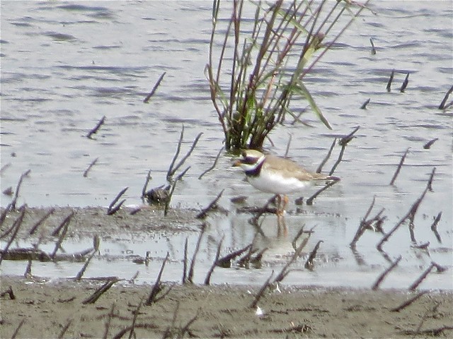 Common Ringed-Plover in Clifton, IL 01