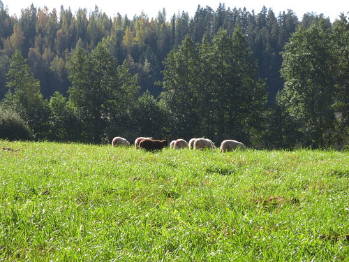 Lampaiden laidunnus kerääjäkasvikasvustossa 2016