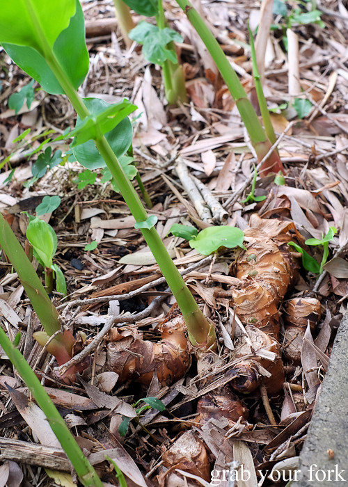 Wild ginger growing in the restaurant garden at Sixpenny in Stanmore