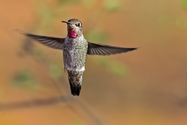Broad-tailed-Hummer-1-7D2-100316