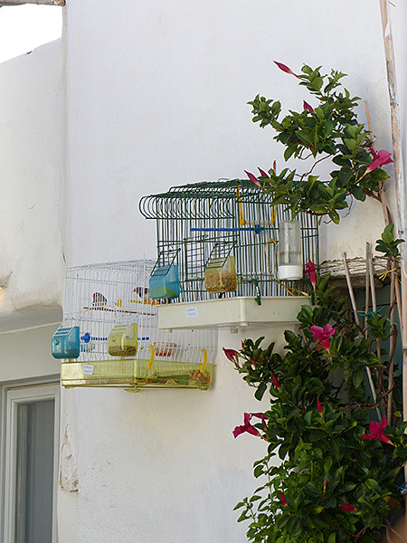 cages à oiseaux