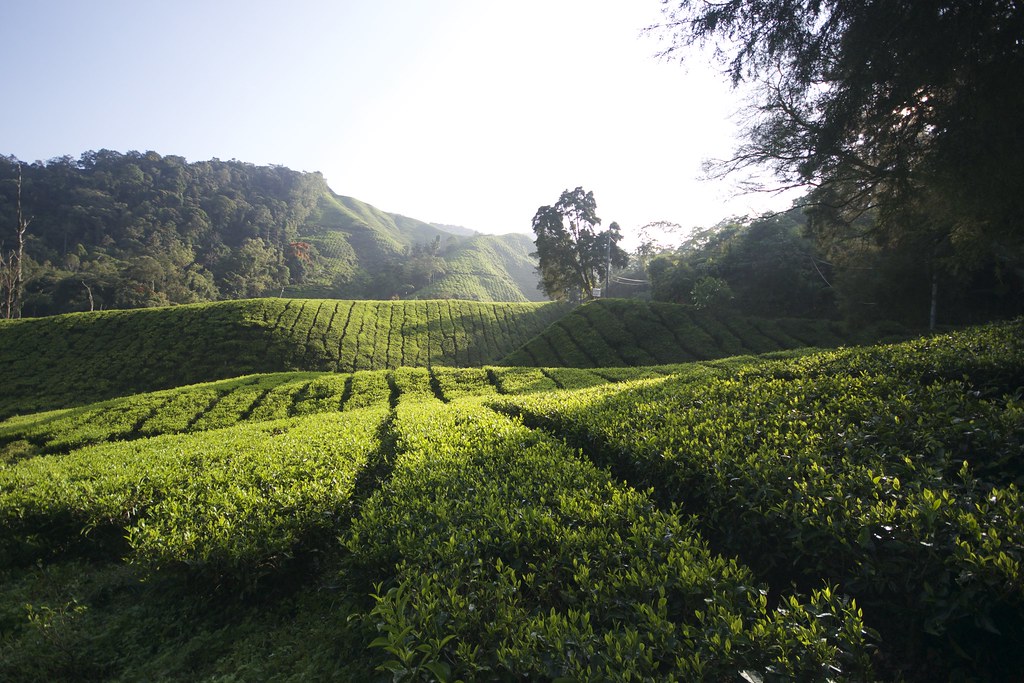 Boh tea plantation in the morning