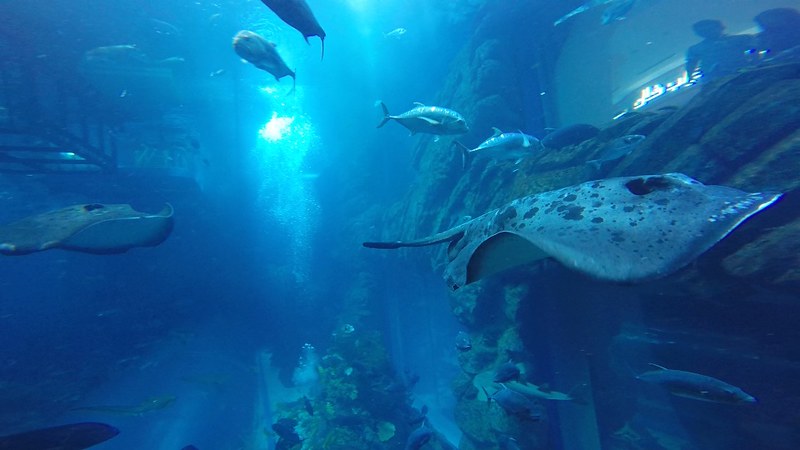 Dubai Mall Aquarium scuba dive