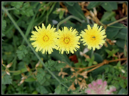 Pilosella officinarum- Hieracium pilosella (2)