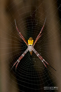 St Andrew's cross spider (Argiope mangal) - DSC_1709