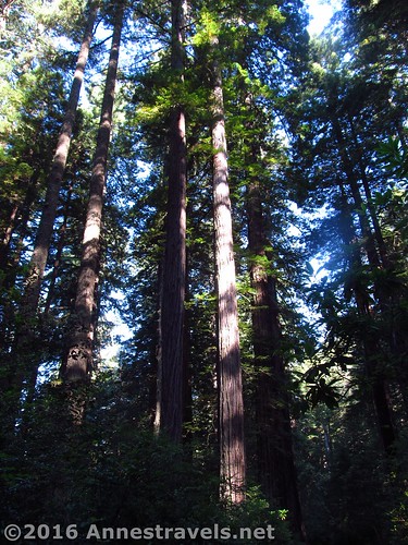 Tall trees along the Lady Bird Johnson Grove Trail, Redwood National Park, California