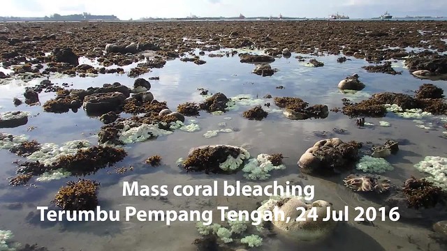 Mass coral bleaching at Terumbu Pempang Tengah, 24 Jul 2016