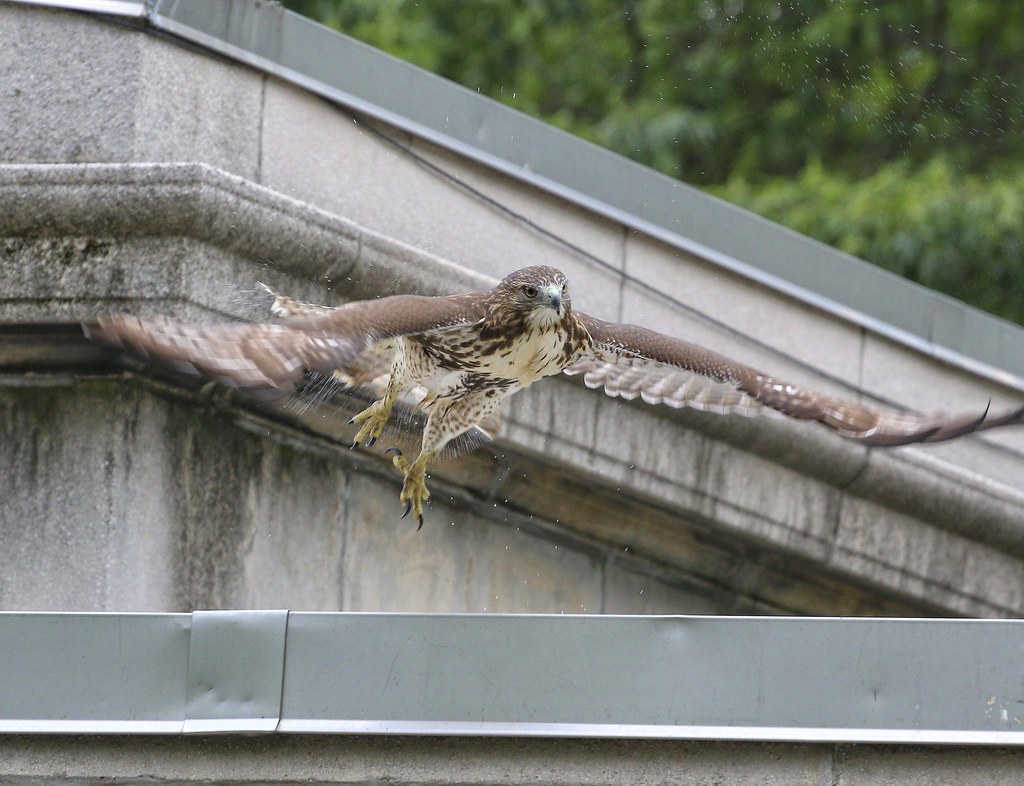 Fledgling cooling off in rooftop pool