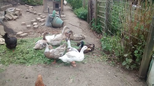 ducks and grass cuttings July 16