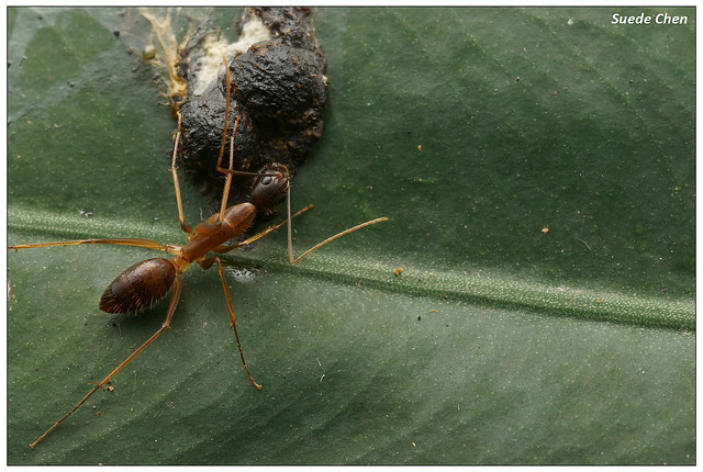 巨山蟻 Camponotus sp.