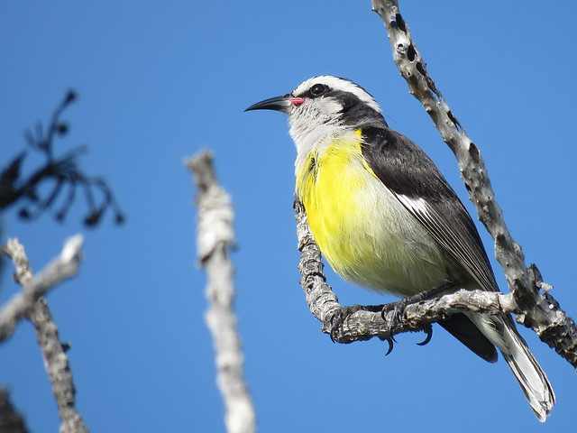 Bananaquit on Great Stirrup Cay
