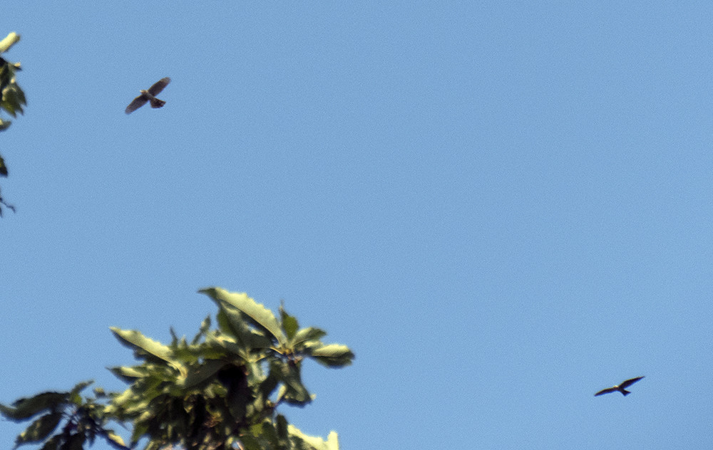 Mississippi Kite vs Broad-winged Hawk