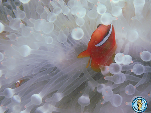 Tomato Anemonefish and Bubble-tip Anemone (bleached)