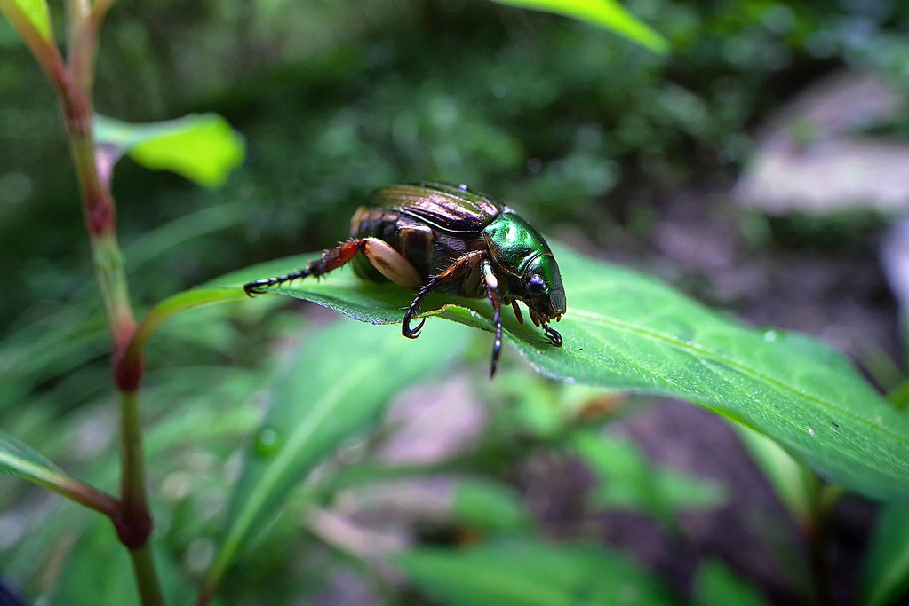 baby beetle