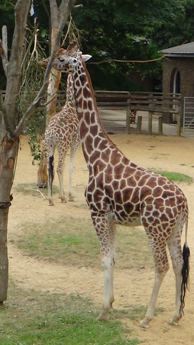 London Zoo July 16 giraffe