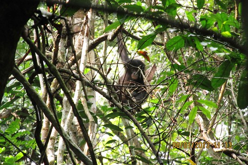 young bonobo in park canopy
